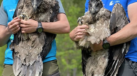 Vor fünf Jahren wurden mit Bavaria und Wally die ersten Bartgeier im Nationalpark ausgewildert. (Archivfoto)  / Foto: Peter Kneffel/dpa