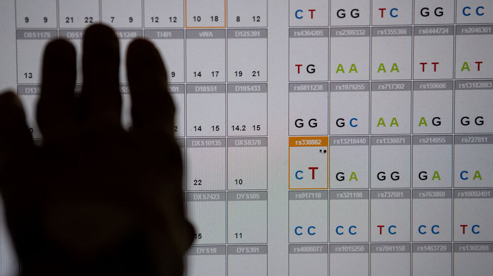 Das Ergebnis einer DNA-Sequenzanalyse im Labor des Bayerischen Landeskriminalamts (LKA). Bayern und Baden-Württemberg fordern eine Ausweitung der DNA-Analyse bei der Fahndung nach Straftätern. (Symbolbild) / Foto: Sven Hoppe/dpa