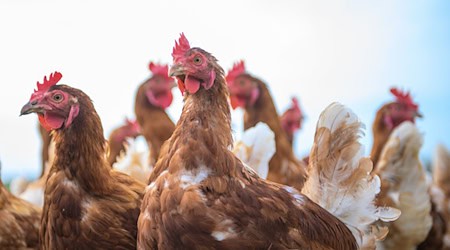 Der betroffene Betrieb darf zurzeit keine Hühner schlachten und muss zahlreiche Auflagen erfüllen. (Symbolbild) / Foto: Klaus-Dietmar Gabbert/dpa