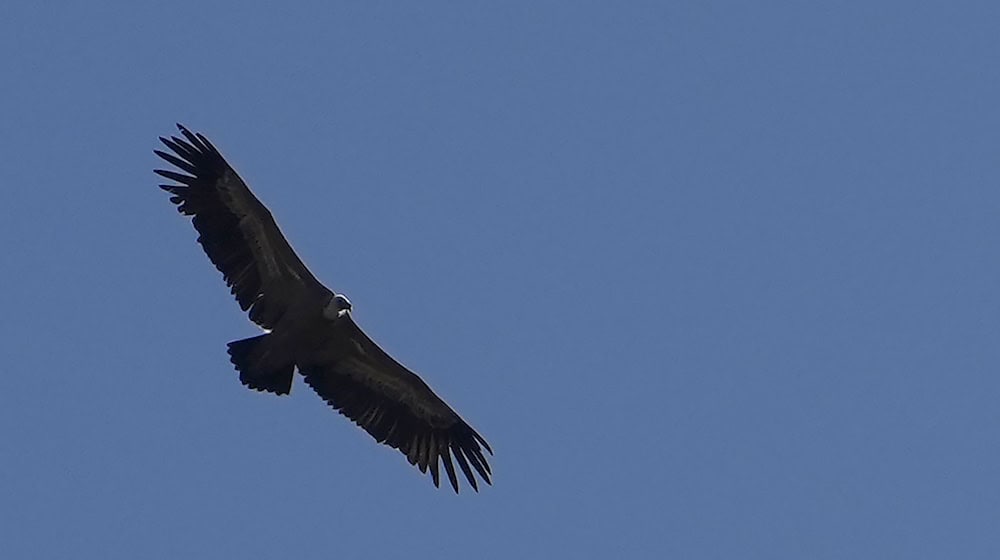 Ein Gänsegeier im Flug. (Archivbild) / Foto: Petros Karadjias/AP/dpa