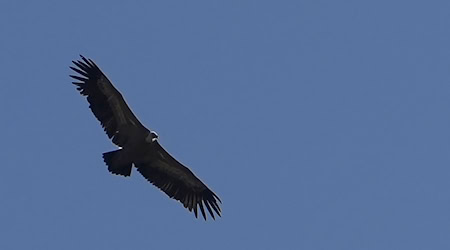 Ein Gänsegeier im Flug. (Archivbild) / Foto: Petros Karadjias/AP/dpa