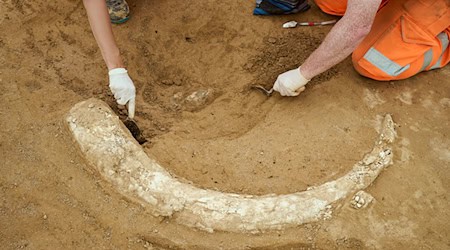 Der Mammutzahn ist etwa 1,20 Meter lang.  / Foto: Moritz Reich/TransnetBW/dpa