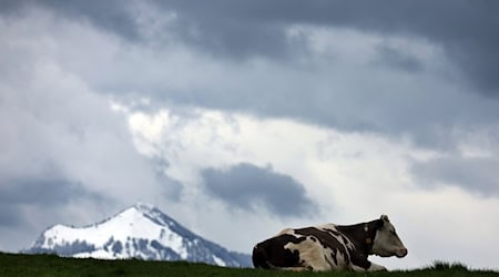 Eine bayerische Kuh gibt im Schnitt weniger Milch als im Bundesvergleich. (Symbolbild) / Foto: Karl-Josef Hildenbrand/dpa