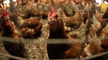 Wegen des Verdachts auf Tierschutzverstöße wurde Mitarbeitern eines mittelfränkischen Schlachthofes gekündigt (Archivbild).  / Foto: Jan Woitas/dpa-Zentralbild/dpa