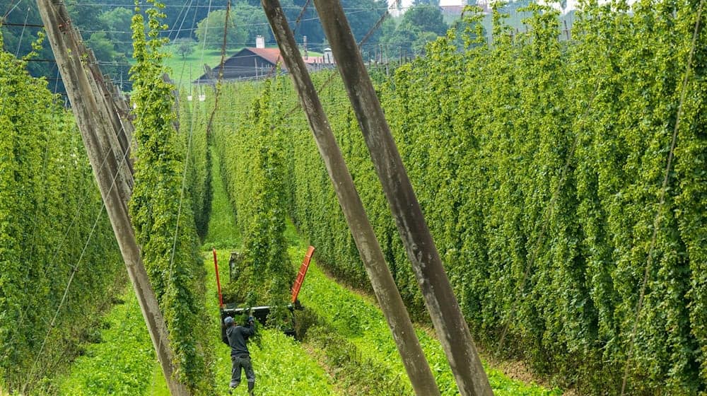 In Niederbayern ist ein Arbeiter von einer morschen Hopfenstange tödlich verletzt worden. (Symbolbild) / Foto: Peter Kneffel/dpa
