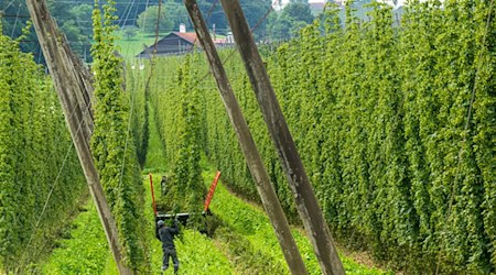 In Niederbayern ist ein Arbeiter von einer morschen Hopfenstange tödlich verletzt worden. (Symbolbild) / Foto: Peter Kneffel/dpa