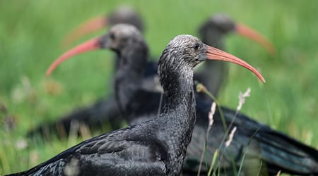 Die Vögel kommen selten vor. (Archivbild)  / Foto: Felix Kästle/dpa
