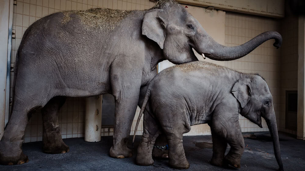 Rani und Savani haben in der neuen Elefantengruppe im Tierpark Hellabrunn bereits Zuspruch gefunden. / Foto: Jan Saurer/Tierpark Hellabrunn /dpa