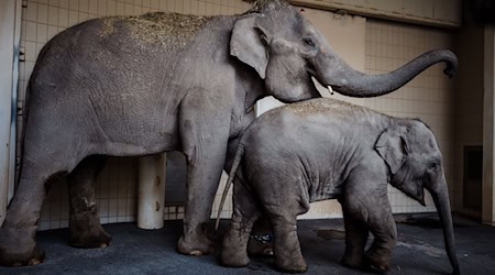 Rani und Savani haben in der neuen Elefantengruppe im Tierpark Hellabrunn bereits Zuspruch gefunden. / Foto: Jan Saurer/Tierpark Hellabrunn /dpa