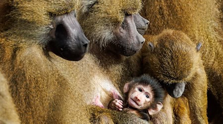 Der Tiergarten will in den kommenden Wochen prüfen, wie es mit den Pavianen weitergehen könnte. (Archivbild) / Foto: Daniel Karmann/dpa