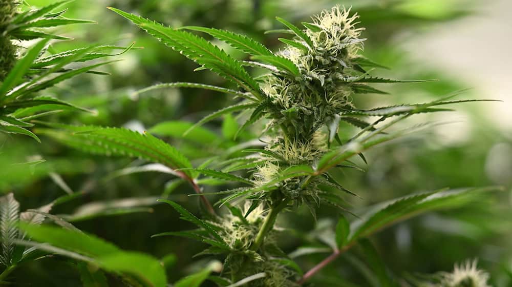 Die knapp 1.500 sichergestellten Cannabispflanzen haben laut Polizei eine Größe von wenigen Zentimetern bis hin zu mehr als einem Meter. (Symbolbild) / Foto: Martin Schutt/dpa