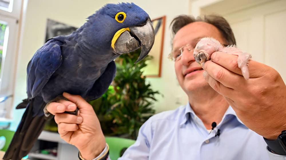 Ein kleiner und ein großer Ara: Beide hält Zoodirektor Reinschmidt auf der Hand. / Foto: Uli Deck/dpa