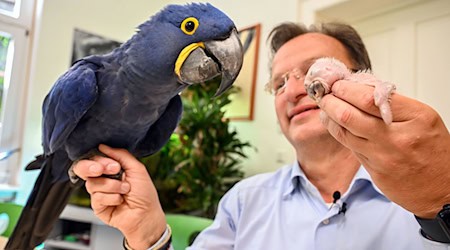 Ein kleiner und ein großer Ara: Beide hält Zoodirektor Reinschmidt auf der Hand. / Foto: Uli Deck/dpa