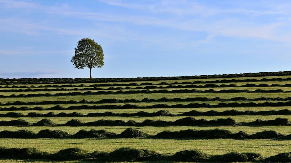 Am Freitag und Samstag wird es sonnig und warm in Bayern. (Symbolbild) / Foto: Karl-Josef Hildenbrand/dpa