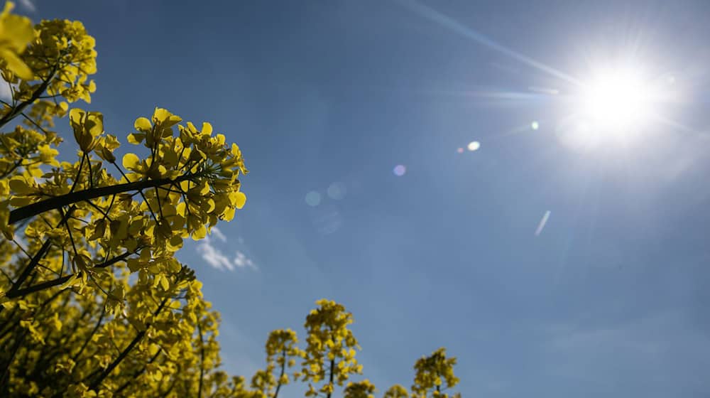 Die Sonne scheint zum Wochenstart fast im gesamten Freistaat. (Symbolbild) / Foto: Swen Pförtner/dpa