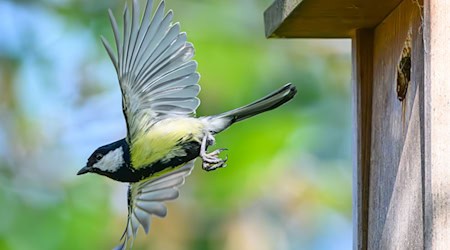 Im Fokus der Mitmachaktion stehen vertraute und weit verbreitete Vogelarten wie Meisen, Finken, Rotkehlchen und Spatzen. (Archivbild) / Foto: Patrick Pleul/dpa
