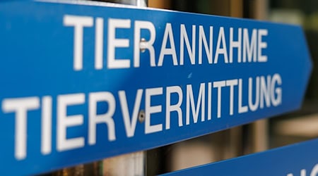 Im Tierheim Nürnberg wird ein Teil der gefundenen Tiere versorgt. (Archivfoto)  / Foto: Daniel Karmann/dpa