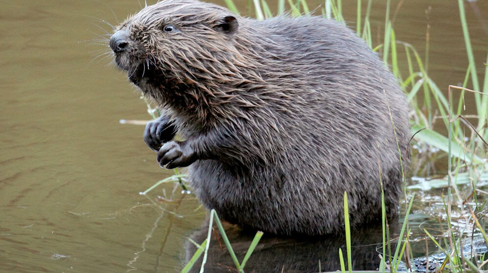 Biber haben sich stark vermehrt. Rund 22.000 Tiere leben laut Umweltministerium in Bayern. (Archivbild) / Foto: Felix Heyder/dpa