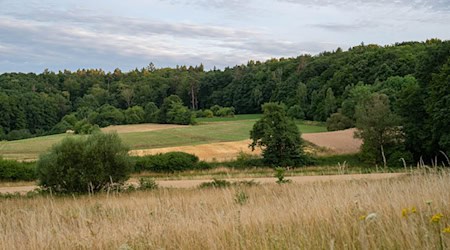 Wegen der Trockenheit steigt im Norden des Freistaates die Waldbrandgefahr. (Symbolbild) / Foto: Nicolas Armer/dpa