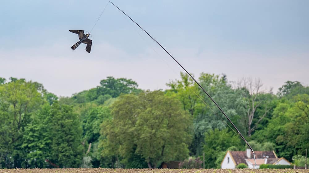 Ein Vogelabwehr-Drachen schwebt über einem landwirtschaftlichen Feld, um Saatkrähen im Rahmen eines Schutzprojekts fernzuhalten. / Foto: Armin Weigel/dpa