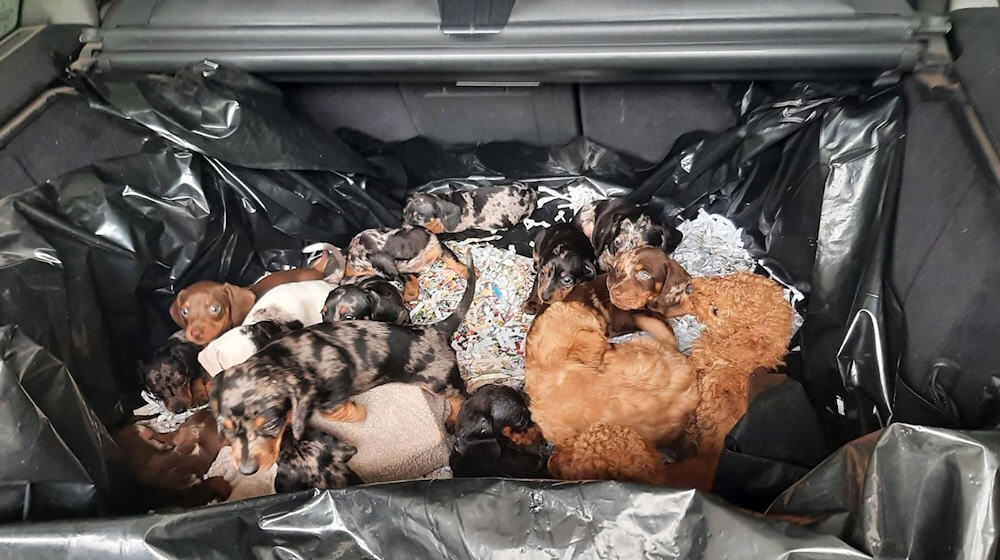 Der Fahrer wollte die Welpen nach eigenen Angaben nach Belgien bringen. / Foto: Bundespolizei/dpa