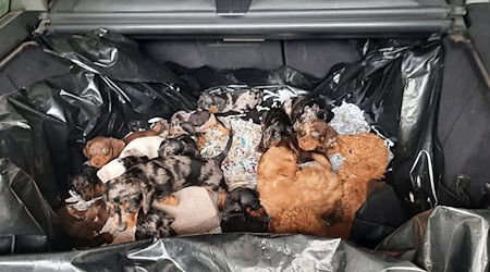 Der Fahrer wollte die Welpen nach eigenen Angaben nach Belgien bringen. / Foto: Bundespolizei/dpa