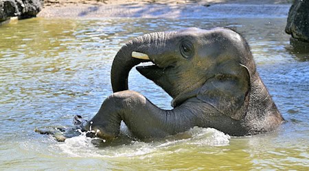 Der Tierpark nennt Otto eine «charismatische und äußerst beliebte Tierpersönlichkeit».  / Foto: Birgit Mohr/Tierpark Hellabrunn/dpa