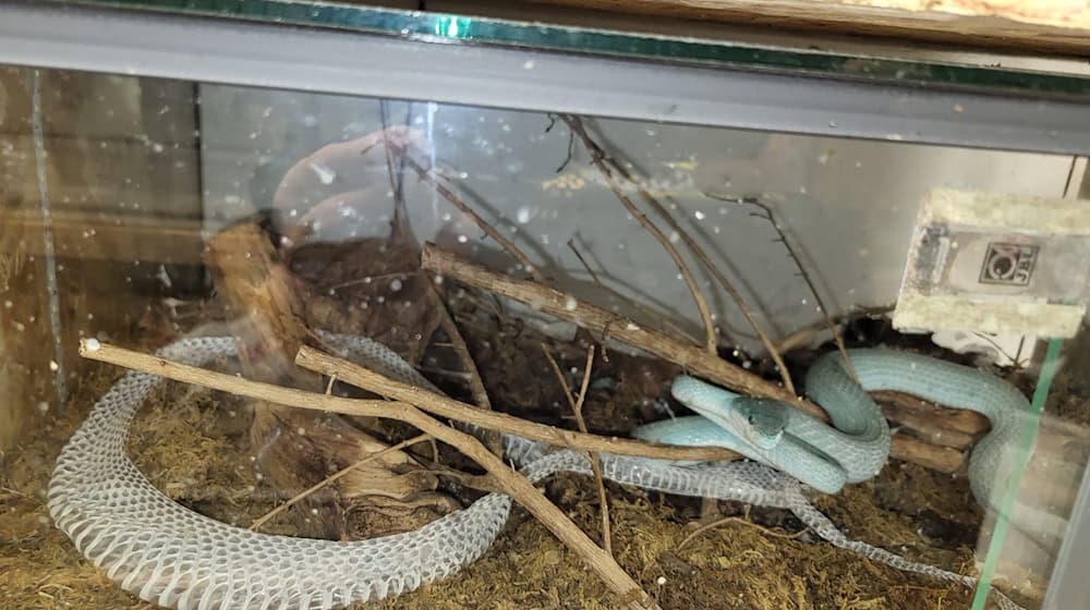 Eine Insel-Bambusotter in einem Terrarium.  / Foto: Auffangstation für Reptilien München e.V/dpa