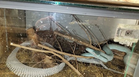 Eine Insel-Bambusotter in einem Terrarium.  / Foto: Auffangstation für Reptilien München e.V/dpa