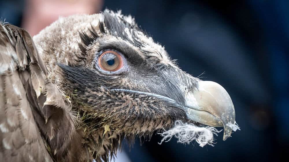 Bartgeier Weibchen Generl hat den ersten Flug absolviert. (Archivfoto) / Foto: Peter Kneffel/dpa
