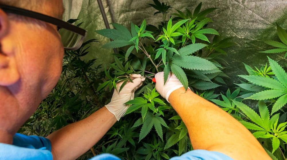 Acht Cannabis-Clubs wurden genehmigt - der von Wenzel Cerveny nicht.  / Foto: Peter Kneffel/dpa