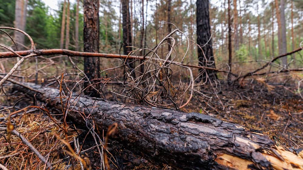 Die Gefahr von Waldbränden, wie hier bei Erlangen im April, ist in diesen Tagen wieder besonders groß. (Archivbild) / Foto: Daniel Karmann/dpa