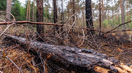 Die Gefahr von Waldbränden, wie hier bei Erlangen im April, ist in diesen Tagen wieder besonders groß. (Archivbild) / Foto: Daniel Karmann/dpa