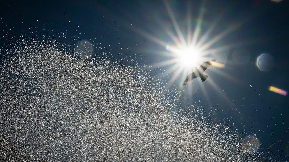 Am Mittwoch sollen die Temperaturen am Untermain auf 39 Grad klettern. (Archivbild) / Foto: Peter Kneffel/dpa