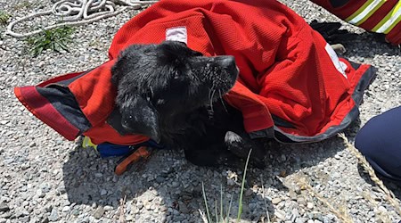 Feuerwehr und Wasserwacht retteten die Hündin Mia aus dem Innkanal.  / Foto: Feuerwehr Tögung/Feuerwehr Tögung /dpa