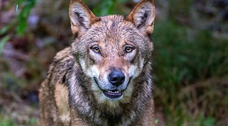 In der Regierungskoalition in Bayern gibt es Streit um den Umgang mit dem Wolf. (Archivbild) / Foto: Armin Weigel/dpa