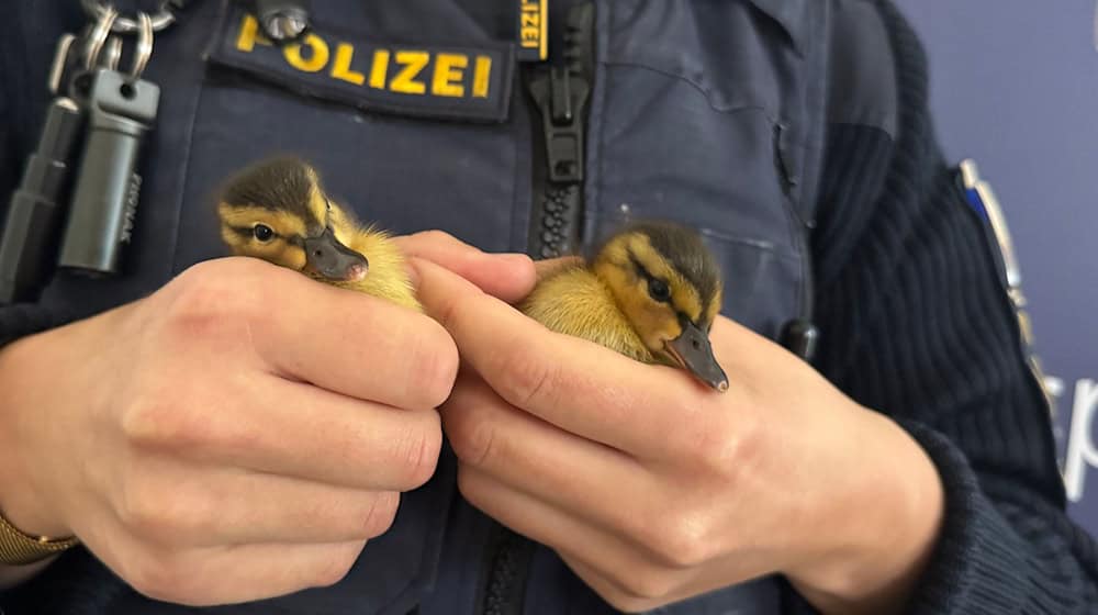 Polizisten haben fünf verwaiste Entenküken gerettet - zwei davon hält ein Beamter in der Hand. / Foto: -/Polizei Regensburg/dpa