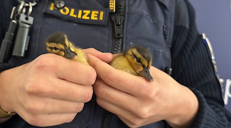 Polizisten haben fünf verwaiste Entenküken gerettet - zwei davon hält ein Beamter in der Hand. / Foto: -/Polizei Regensburg/dpa
