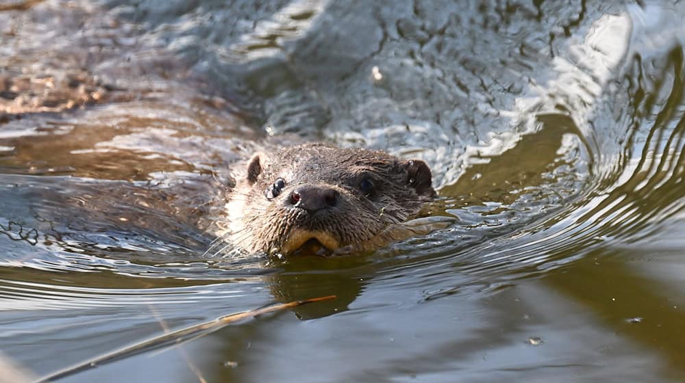 Nach einem Beschluss des Verwaltungsgerichts Bayreuth bleibt die Tötung der streng geschützten Fischotter in Ausnahmefällen möglich. (Archivbild) / Foto: Bernd Weißbrod/dpa