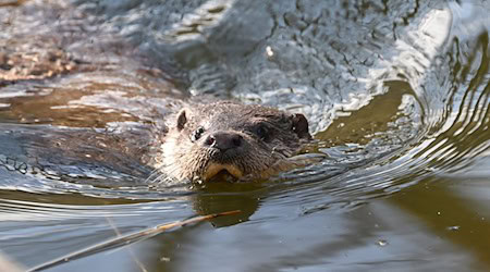 Nach einem Beschluss des Verwaltungsgerichts Bayreuth bleibt die Tötung der streng geschützten Fischotter in Ausnahmefällen möglich. (Archivbild) / Foto: Bernd Weißbrod/dpa