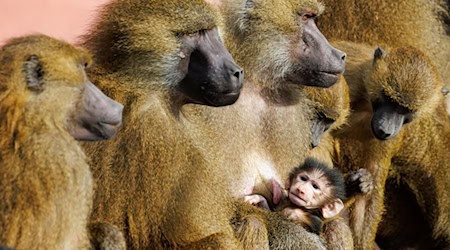Zwischen den Affen komme es aufgrund der Platzverhältnisse verstärkt zu Konflikten, bei denen sich die Tiere verletzten, heißt es vom Tiergarten. (Archivbild) / Foto: Daniel Karmann/dpa