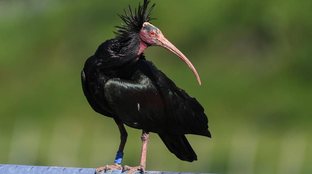 Ein junges Waldrapp-Weibchen kommt zum Bodensee zurück. / Foto: Felix Kästle/dpa