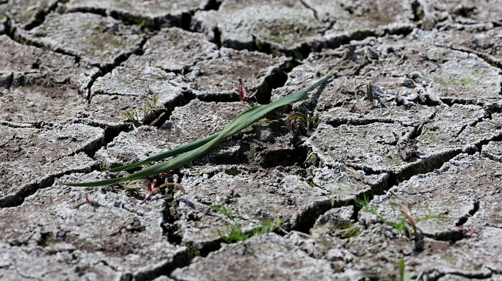 Die aktuelle Trockenheit und Hitze hat in weiten Teilen Bayerns bereits unverkennbare Spuren hinterlassen. (Illustration) / Foto: Bernd Wüstneck/dpa