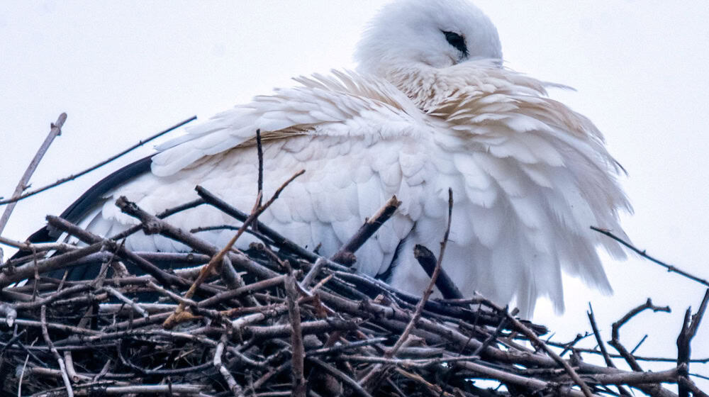 Um wenigstens einige Jungen durchzubringen, werfen manche Storchen-Eltern Küken aus dem Nest. (Archivbild) / Foto: Pia Bayer/dpa