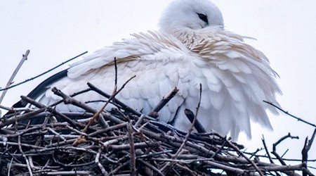 Um wenigstens einige Jungen durchzubringen, werfen manche Storchen-Eltern Küken aus dem Nest. (Archivbild) / Foto: Pia Bayer/dpa