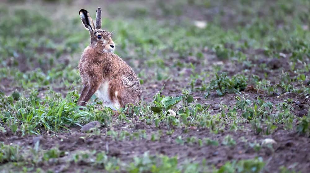 In Deutschland können besonders Feldhasen den Erreger in sich tragen. (Archivbild) / Foto: Thomas Warnack/dpa