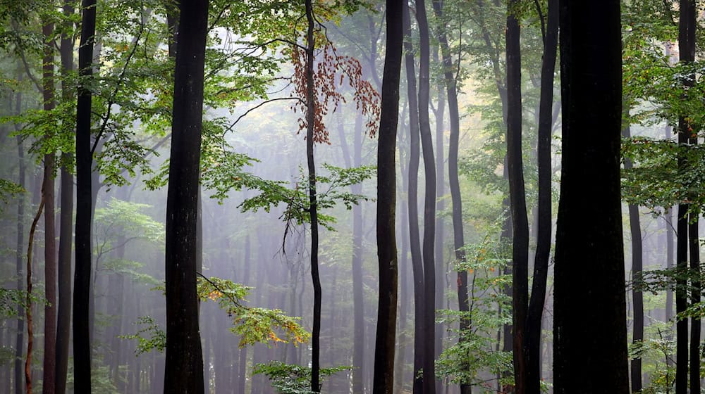 Der Spessart ist ein Mittelgebirge in Deutschland, das sich über Teile der Bundesländer Bayern (Unterfranken) und Hessen (südlicher Teil) erstreckt. (Archivbild) / Foto: Karl-Josef Hildenbrand/dpa