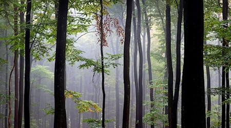 Der Spessart ist ein Mittelgebirge in Deutschland, das sich über Teile der Bundesländer Bayern (Unterfranken) und Hessen (südlicher Teil) erstreckt. (Archivbild) / Foto: Karl-Josef Hildenbrand/dpa