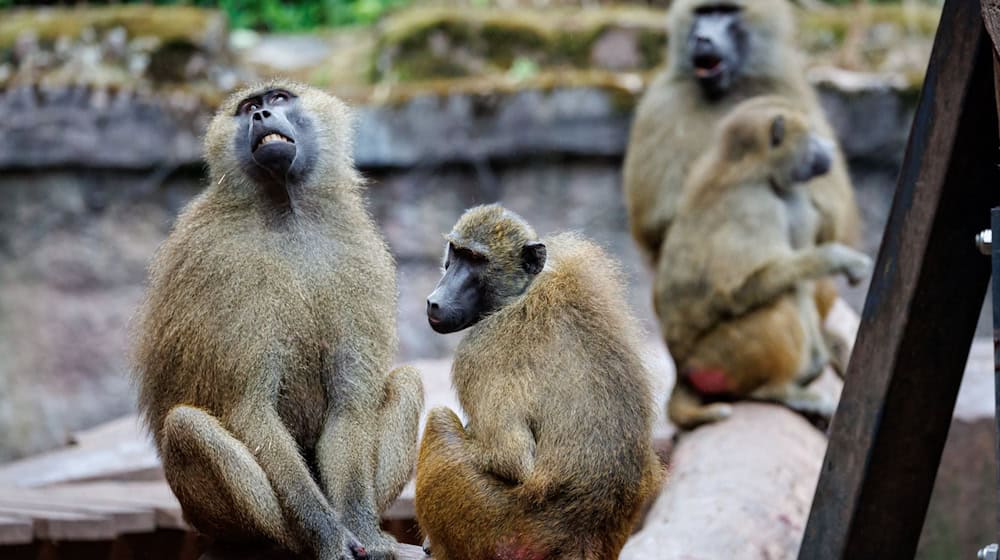 Das Pavian-Gehege ist überbelegt. Der Zoo will deshalb einige Tiere töten.  / Foto: Daniel Karmann/dpa