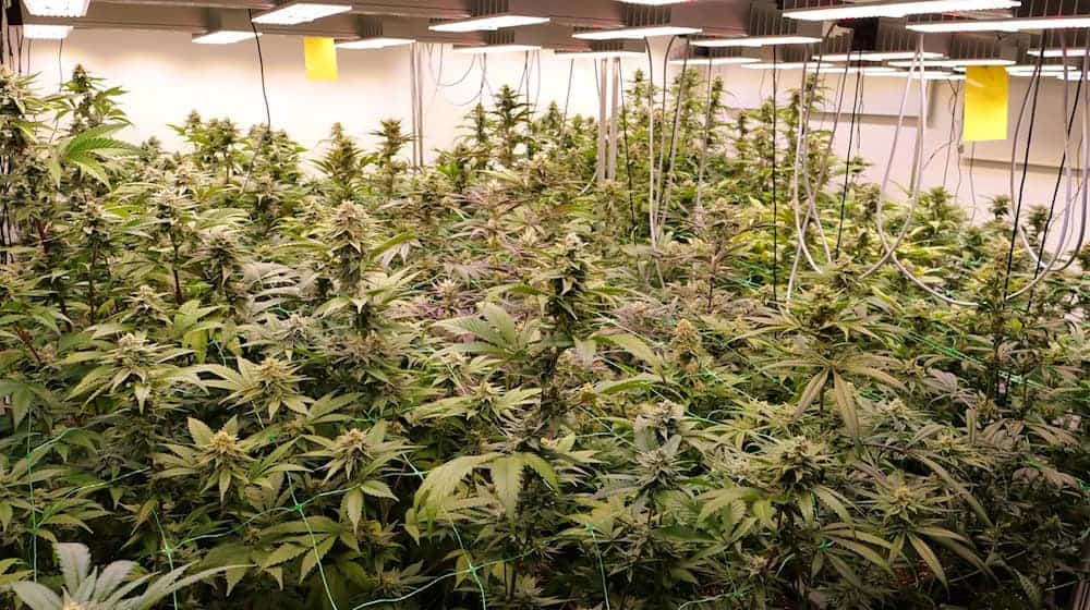 Cannabis so weit das Auge reicht: Seit dem Cannabis-Gesetz darf es unter Auflagen legal angebaut werden. (Symbolbild) / Foto: Jörn Hüneke/dpa
